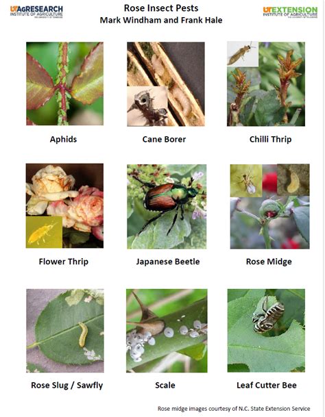 Pest and disease resistance in the Pool House Rose