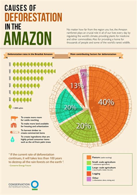 What Causes Rainforest Deforestation