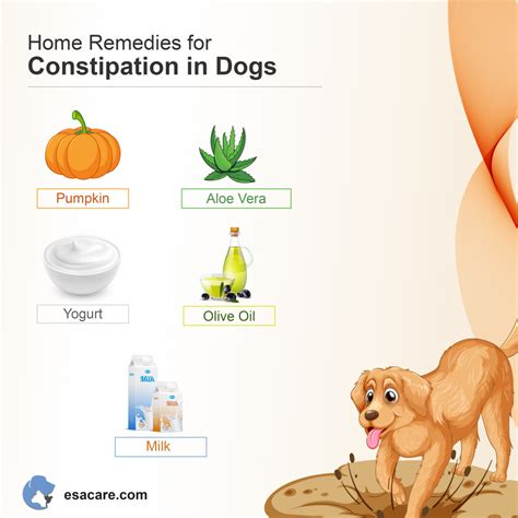 Small dog with dehydration